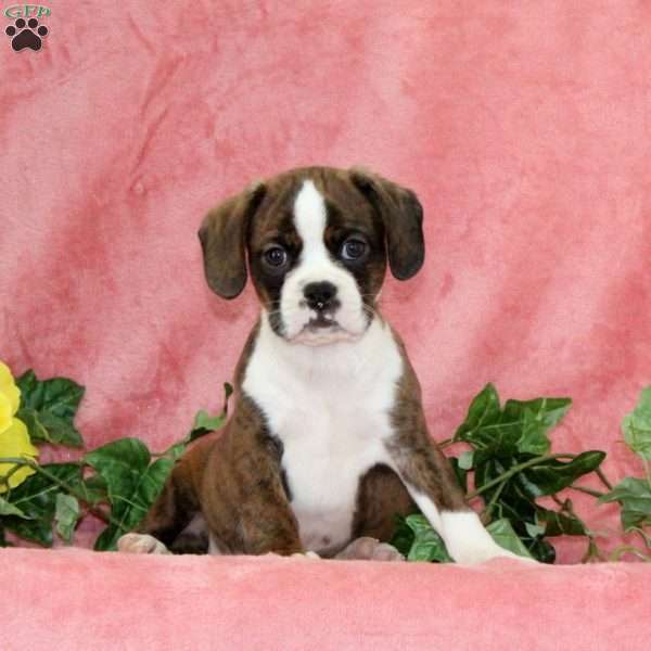 Indian Corn, Boston Terrier Mix Puppy